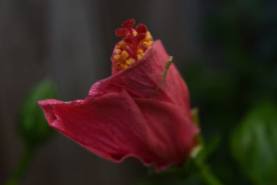 Close-up of red flower