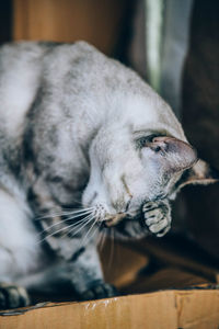 Close-up of cat sleeping