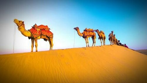 Panoramic view of desert against clear sky