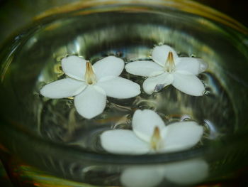 Close-up of water lily