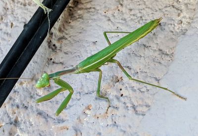 High angle view of insect on leaf