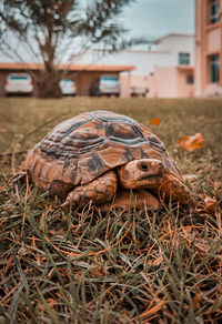 Close-up of turtle on field