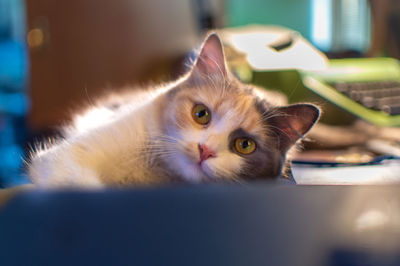 Close-up portrait of cat at home