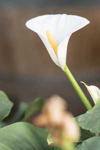 Close-up of white rose flower