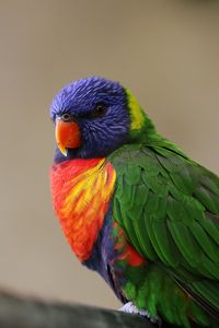 Close-up of parrot