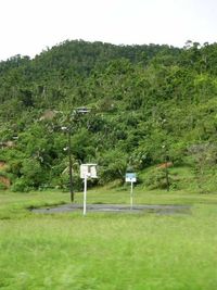 Scenic view of grassy field