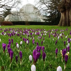 Close-up of crocus blooming in field