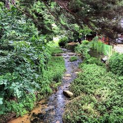 Stream flowing through forest