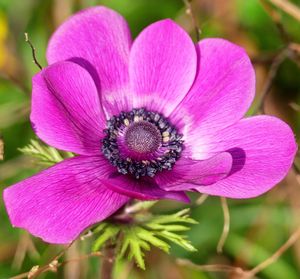 Close-up of pink flower