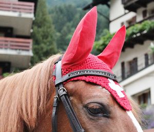 Close-up portrait of a horse