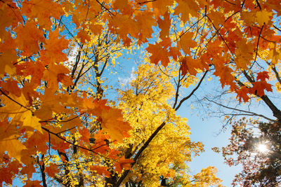 Low angle view of maple leaves on tree during autumn