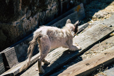 High angle view of a cat on wood