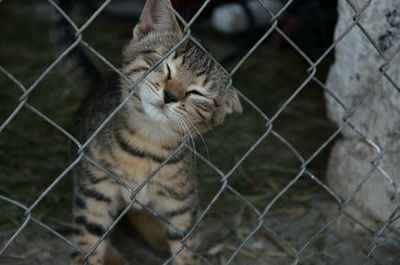 Close-up of cat behind fence