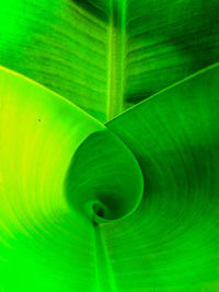 Full frame shot of green leaves