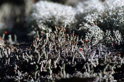 Close-up of plant growing on field