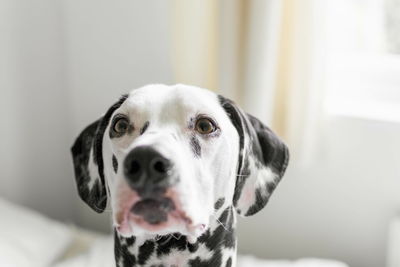 Close-up portrait of a dog