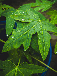 Close-up of wet leaves on plant during rainy season