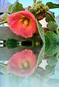 Close-up of pink flowers