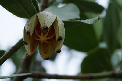 Close-up of insect on flower