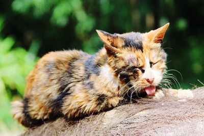 Close-up of cat