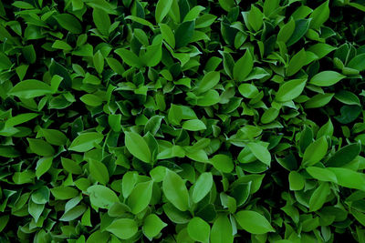 Full frame shot of plants