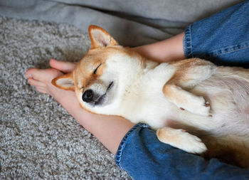Red dog shiba inu sleeps soundly on his master's feet. close-up. trust, calm