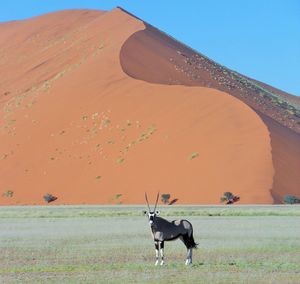 Camel on desert