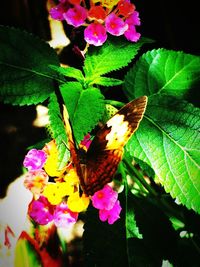 Close-up of butterfly pollinating on pink flower