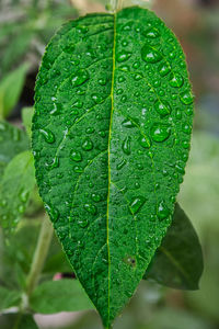 Close-up of raindrops on leaf