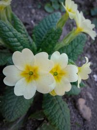 Close-up of yellow flowers blooming outdoors