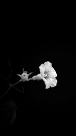 Close-up of white flower against black background