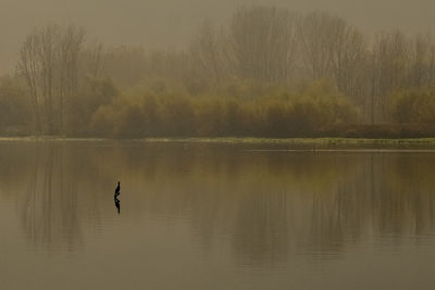 Bird in a lake