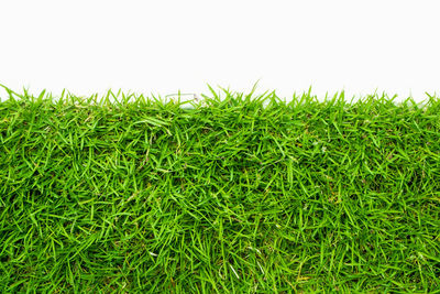 Plants growing on field against sky