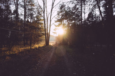 Trees in forest against sky at sunset