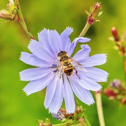 Close-up of bee pollinating on purple flower