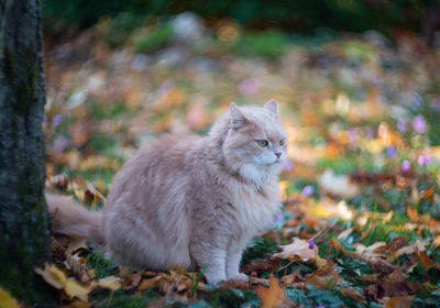 Tabby cat sitting in the yard pet enjoying being outside cute cat relaxing outdoor siberian race