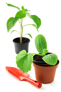 Close-up of potted plant against white background