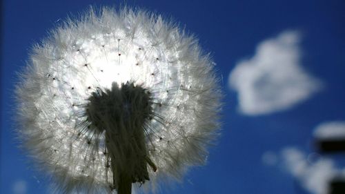 Close-up of flowers against blue sky