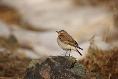 Close-up of bird perching on rock