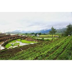 Scenic view of field against cloudy sky