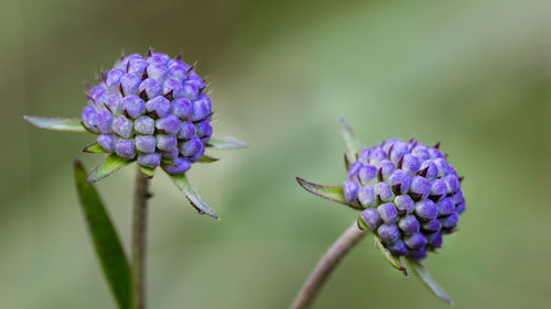 Close-up of purple thistle blooming outdoors