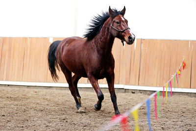 Horse standing in ranch