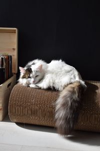 Cat on sofa