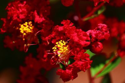 Close-up of red flowers blooming outdoors