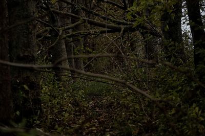 Close-up of tree in forest