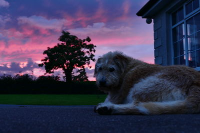 Low angle view of dog lying down against sunset