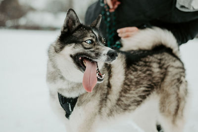 Dog on snow covered man during winter