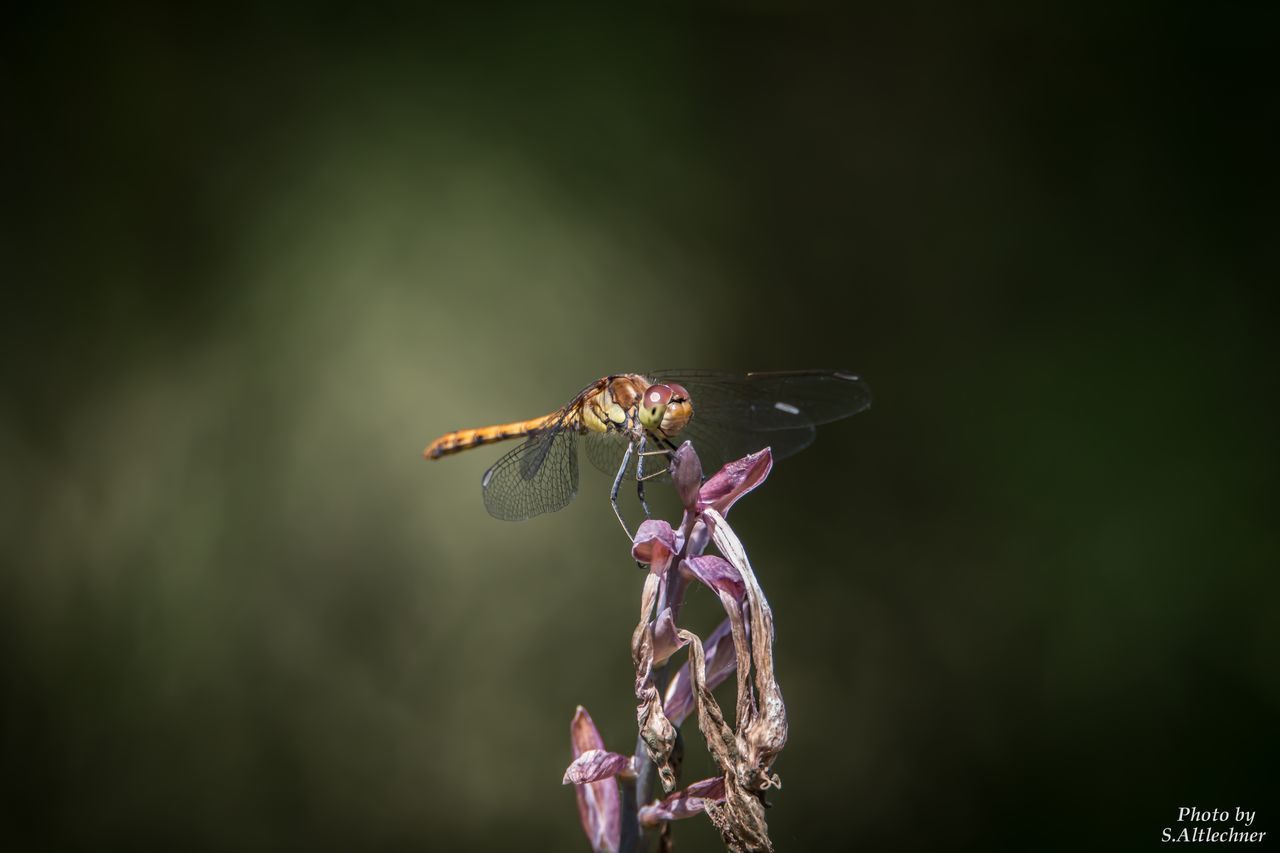 insect, animals in the wild, one animal, focus on foreground, animal themes, nature, no people, flower, pink color, beauty in nature, plant, animal wildlife, outdoors, growth, fragility, butterfly - insect, pollination, day, close-up, flower head, buzzing, perching, freshness