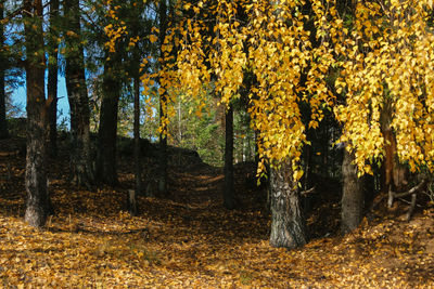 Trees in forest during autumn