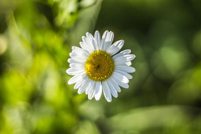 Close-up of white daisy flower